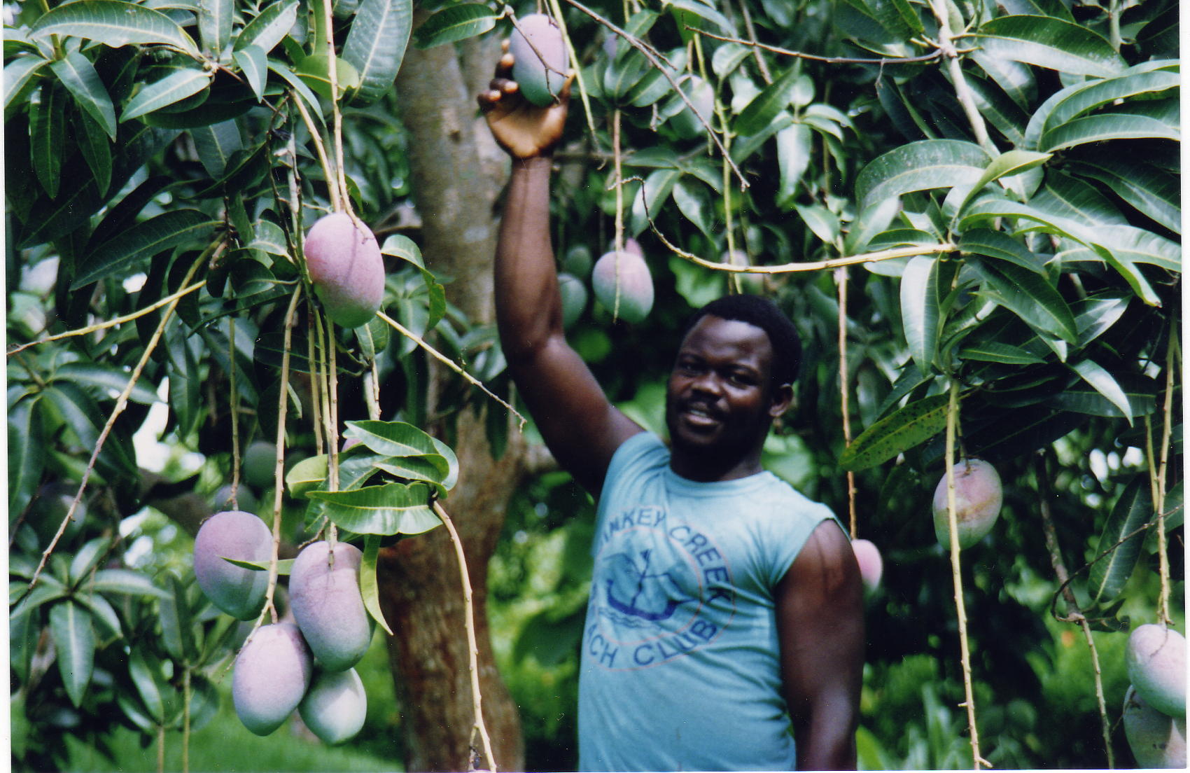 cultivation Mango